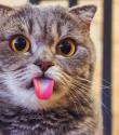 Kedi Davranışları Ve Anlamları