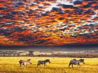 Serengeti Milli Parkı