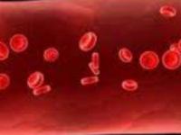 Kan Hücreleri