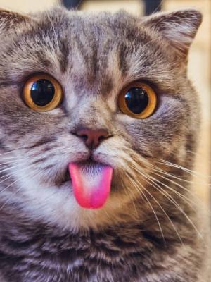 Kedi Davranışları Ve Anlamları